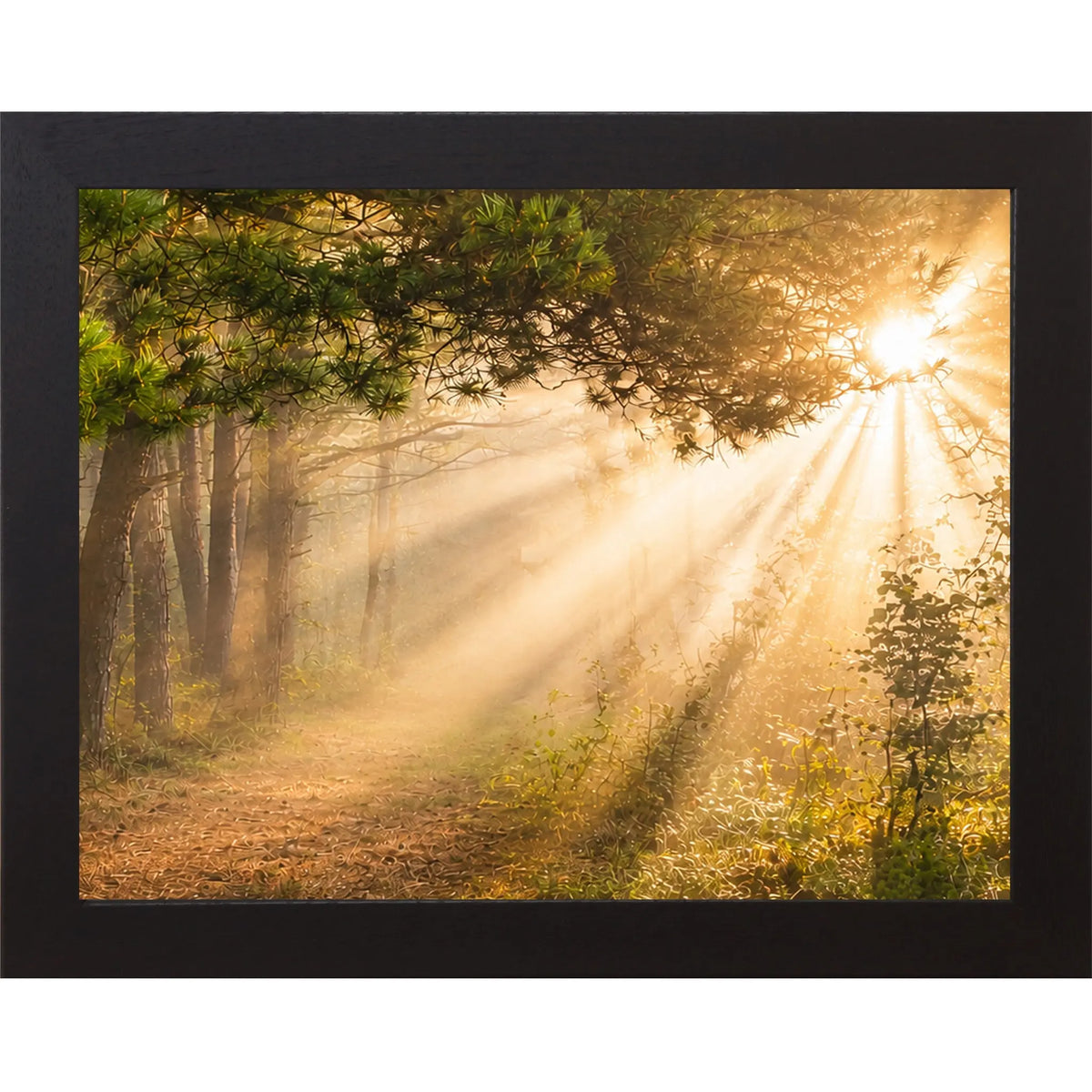 Sunlight filtering through trees in a forest with a black frame.