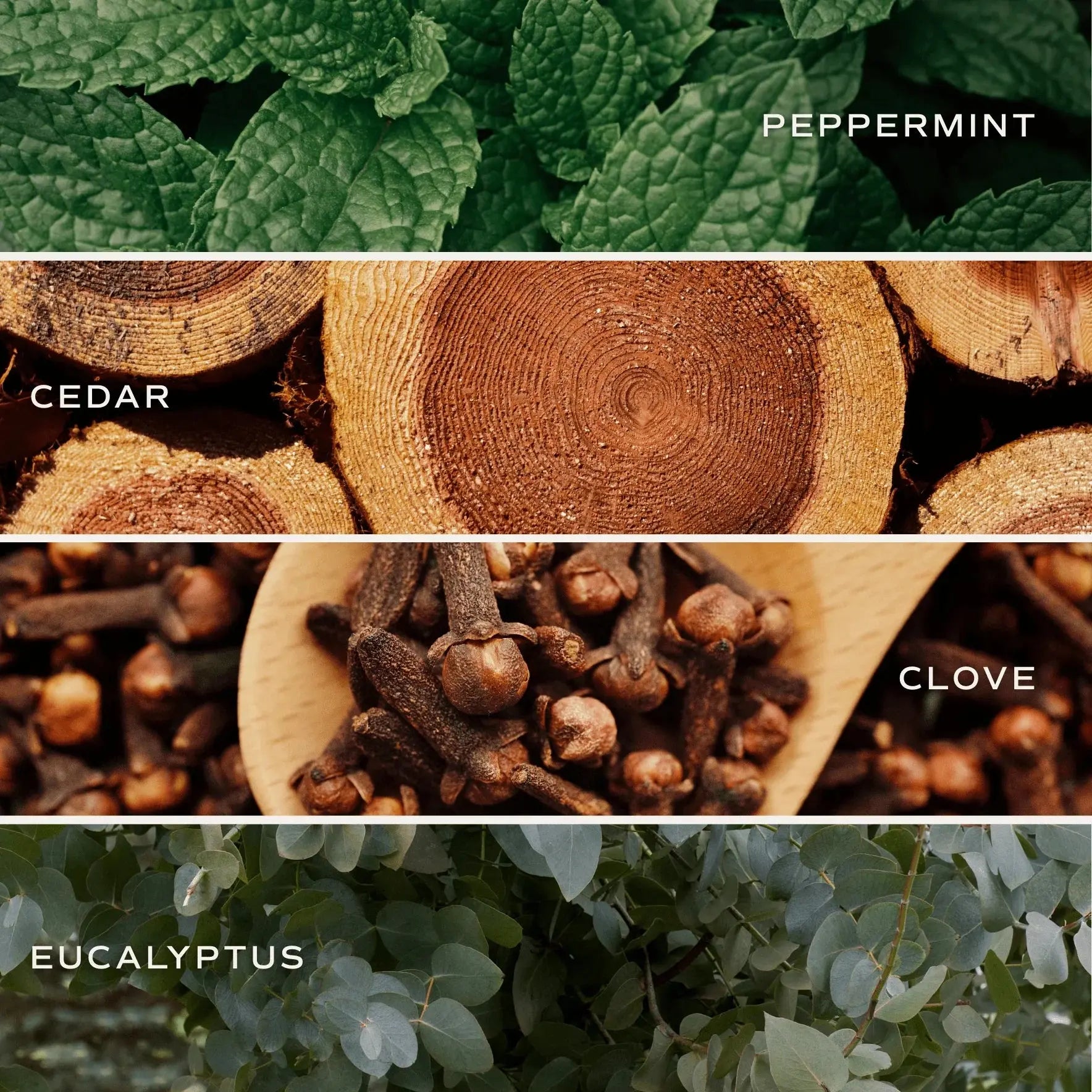 Peppermint leaves, cedar wood slices, clove spices, and eucalyptus foliage for cozy home scents and natural decor
