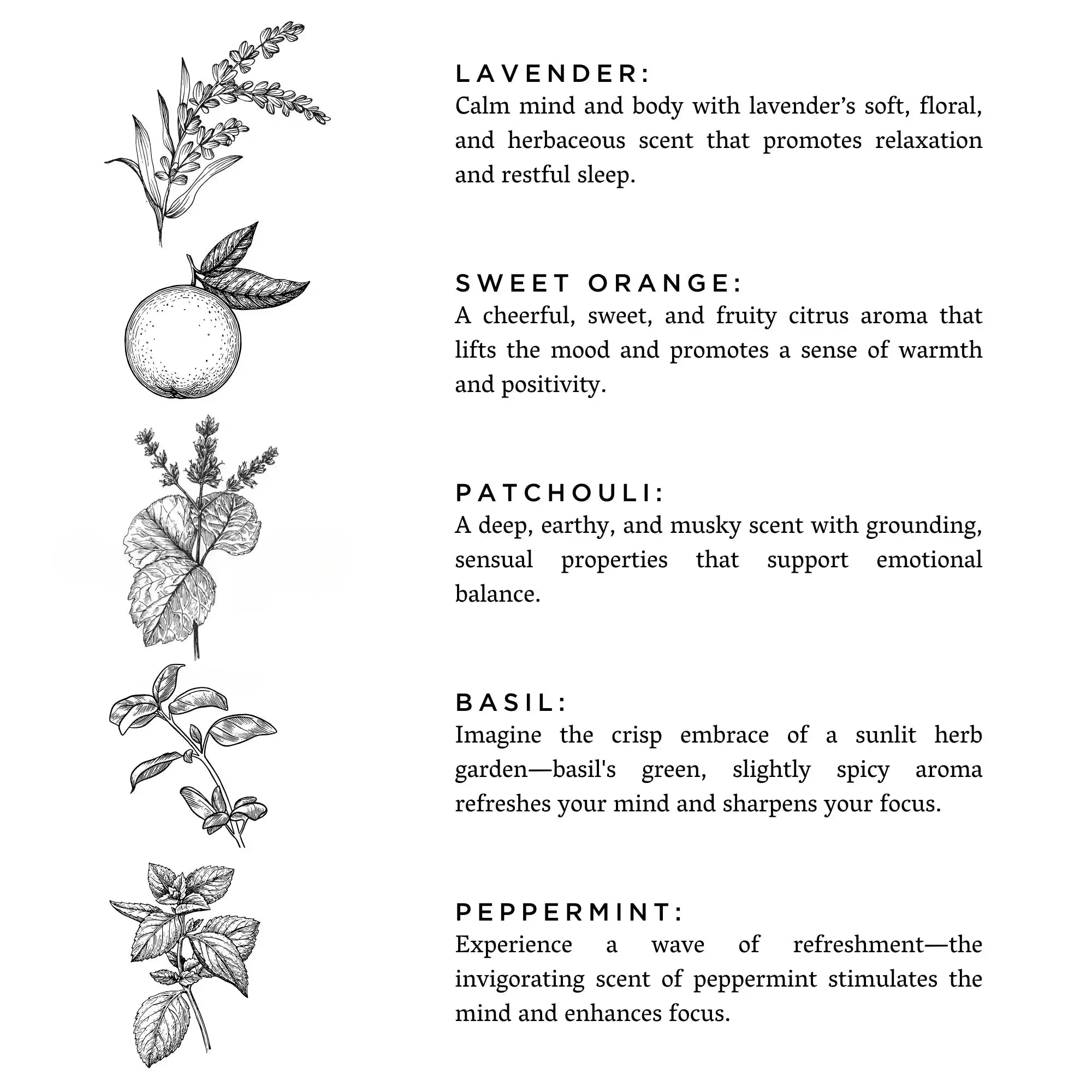 Lavender, sweet orange, patchouli, basil, and peppermint botanical illustrations with scent descriptions for cozy home aromatherapy