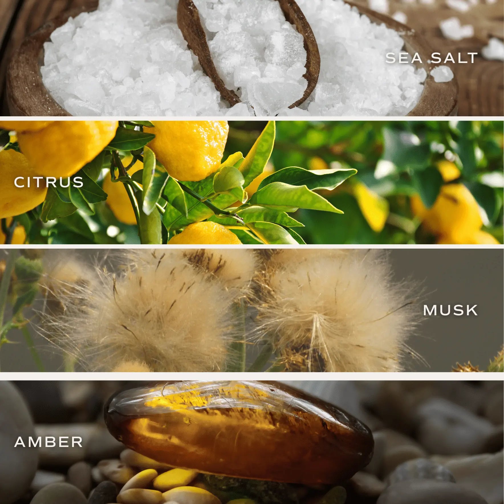 Collection of images showing sea salt, citrus fruits, musk, and amber on a textured background.