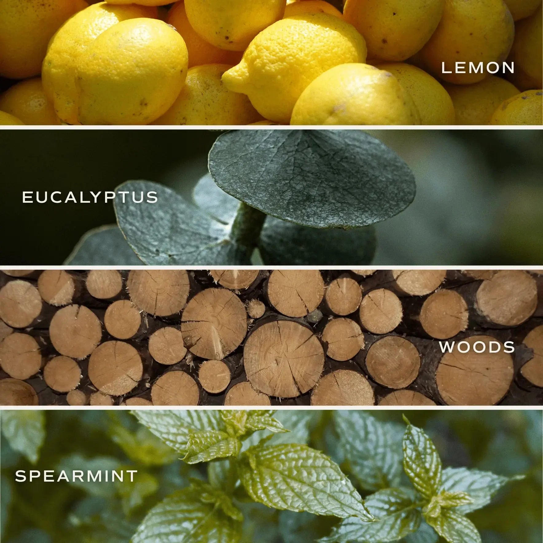 Lemon, eucalyptus, woods, and spearmint scents for cozy home candles and bath essentials