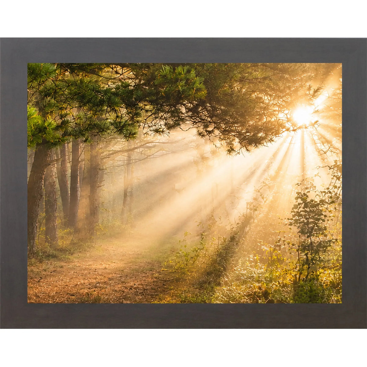 Sunlight filtering through trees in a forest with a black frame.