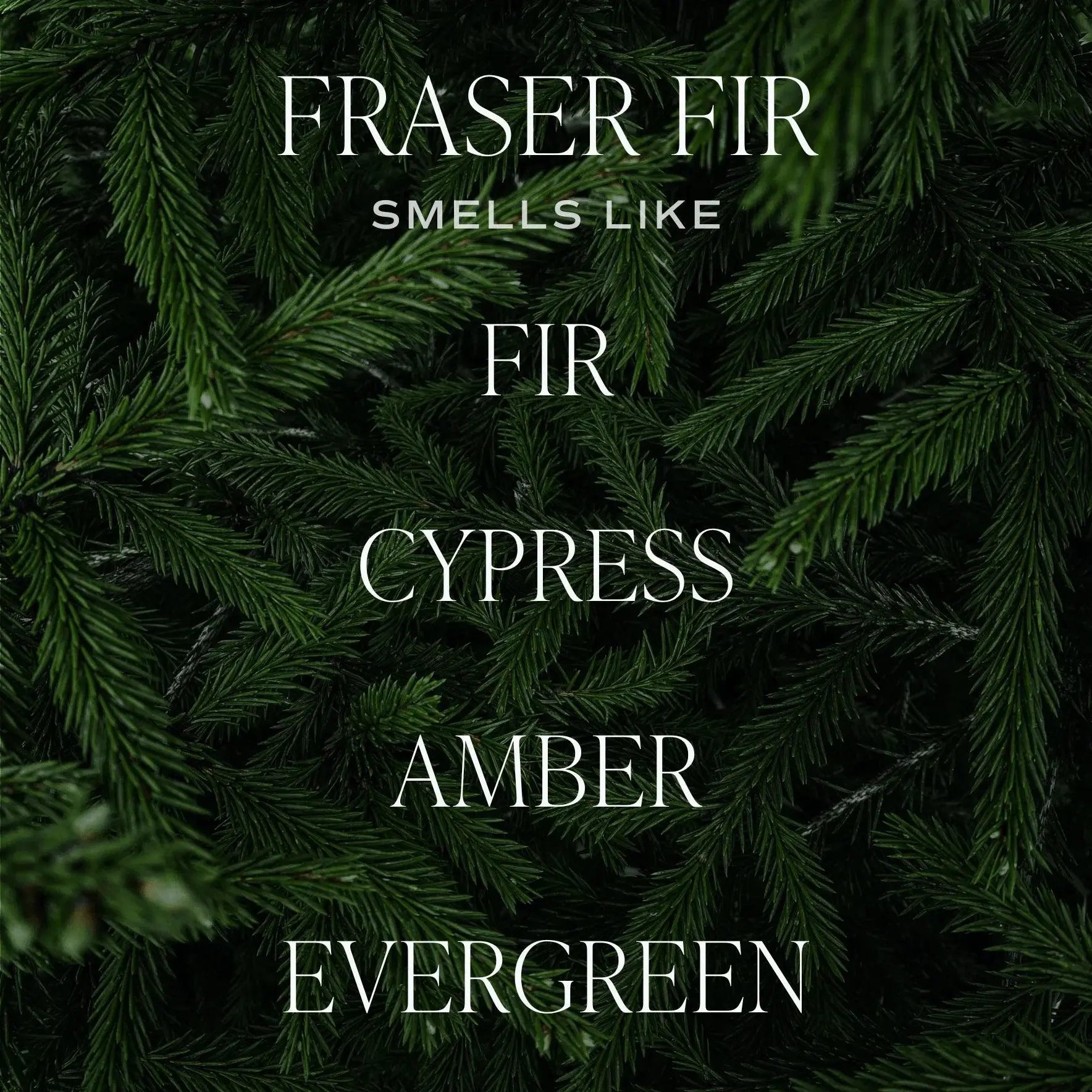 Fraser Fir candle scent notes: fir, cypress, amber, evergreen on pine needle background