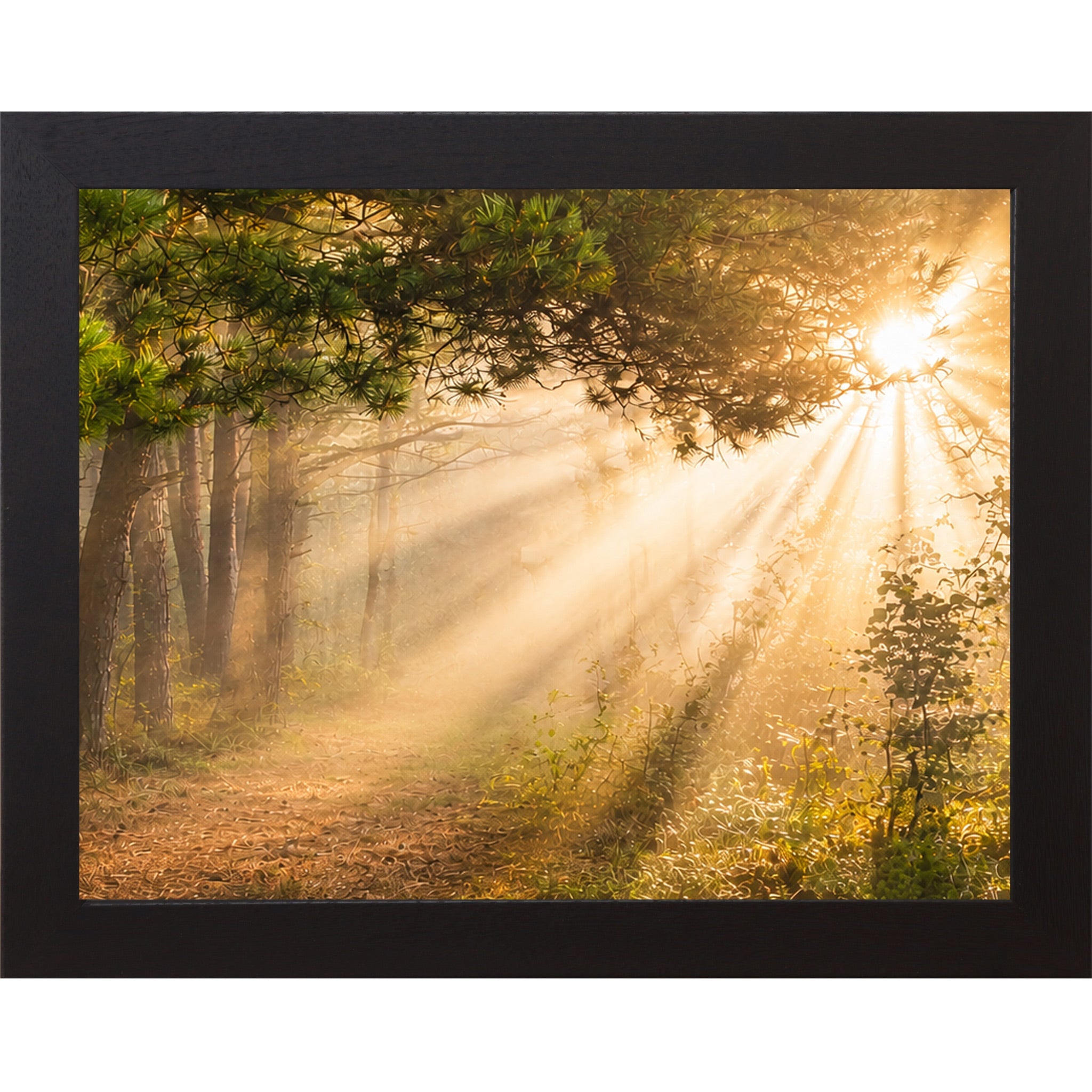 Sunlight filtering through trees in a forest with a black frame.