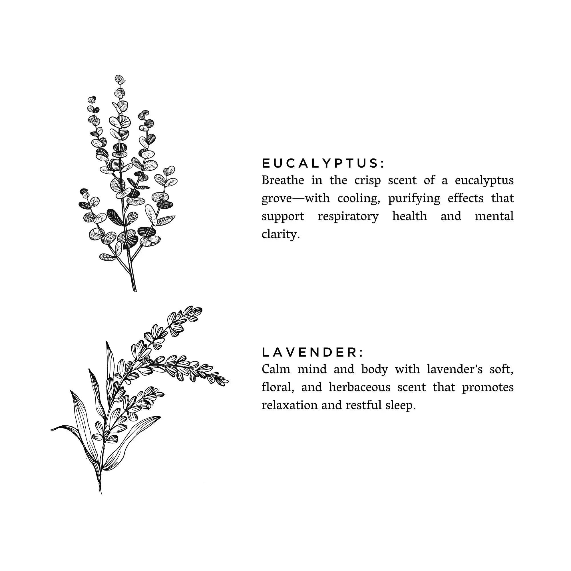 Eucalyptus and lavender botanical illustrations with scent benefits for calm, relaxation, and respiratory wellness