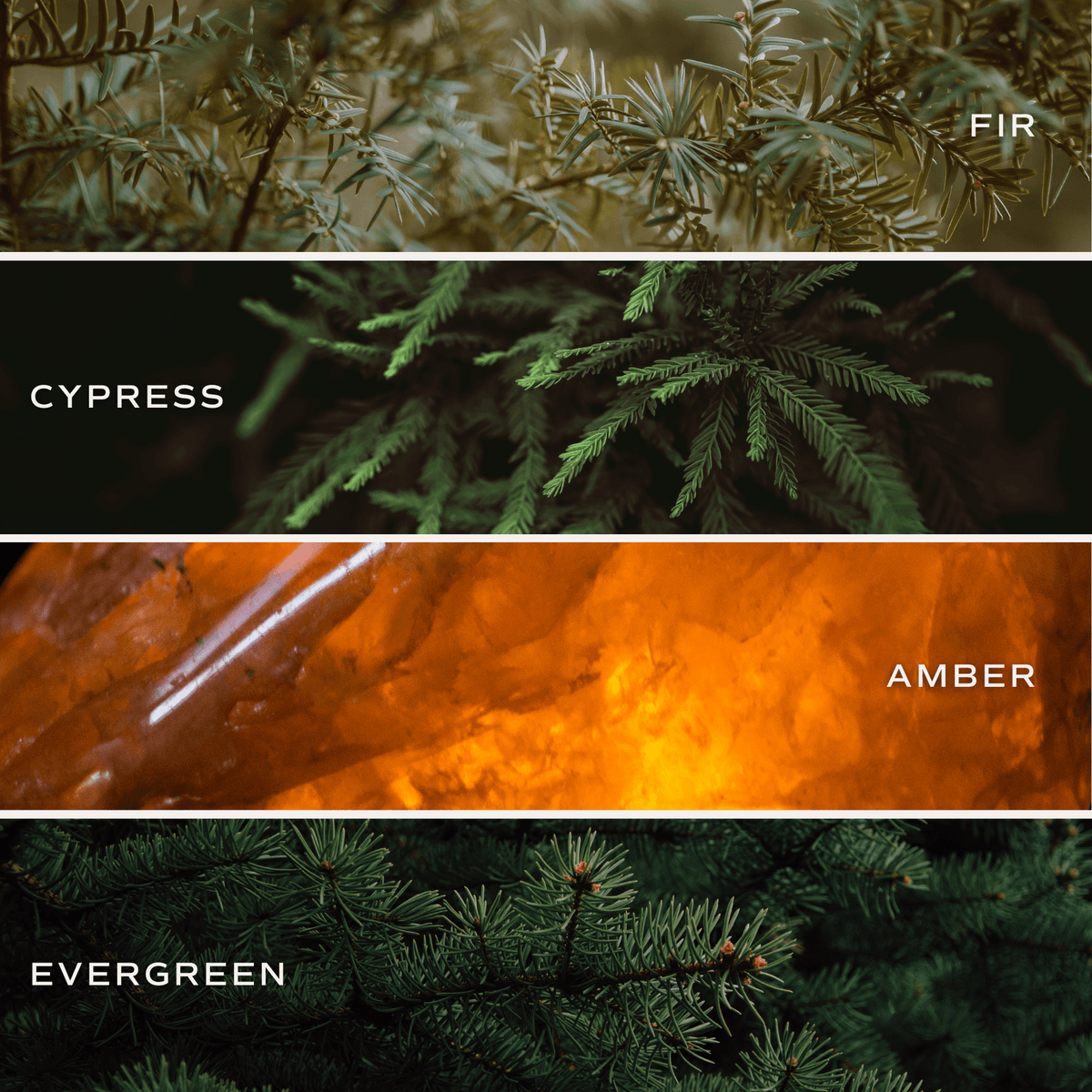 Comparison of different tree species with labels 'Fir', 'Cypress', 'Amber', and 'Evergreen'.