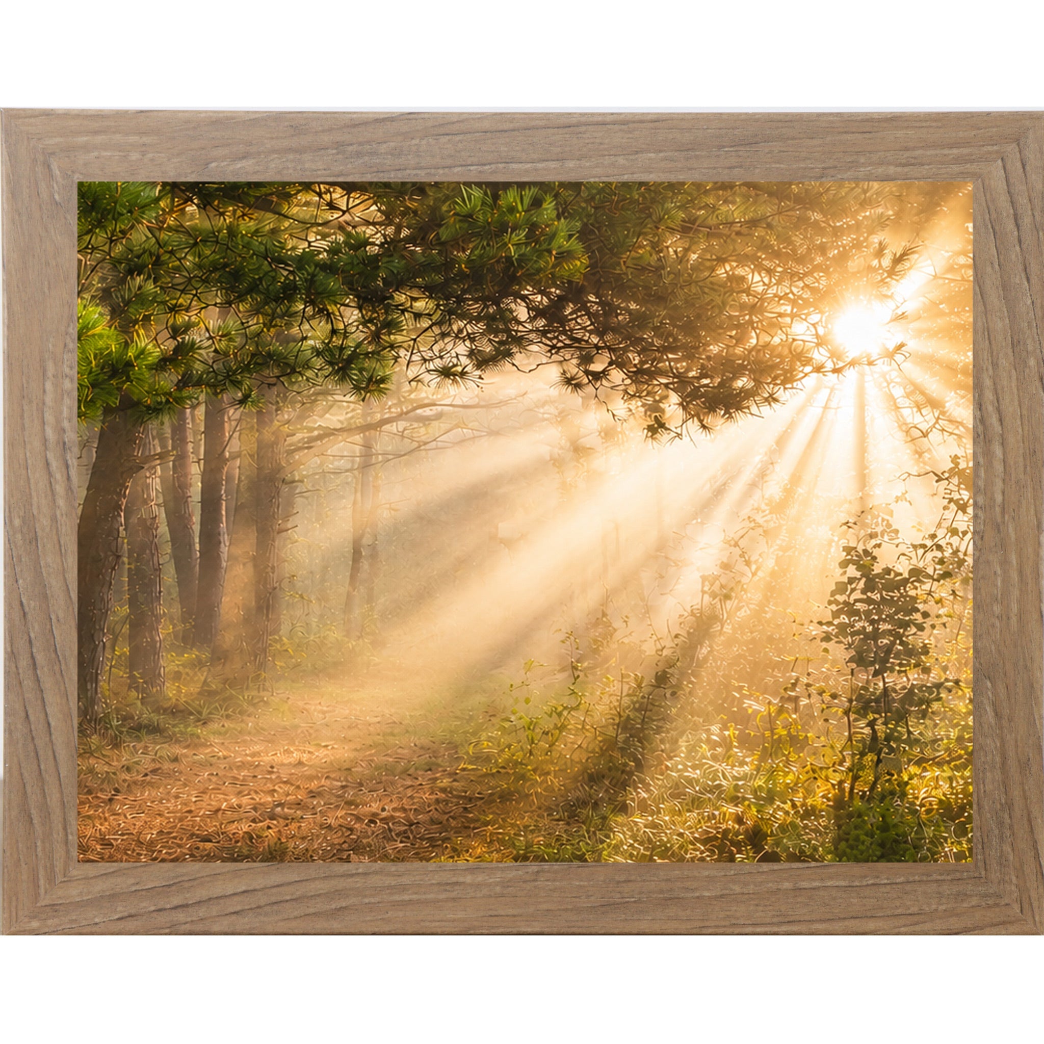 Framed photograph of a forest with sunlight filtering through the trees