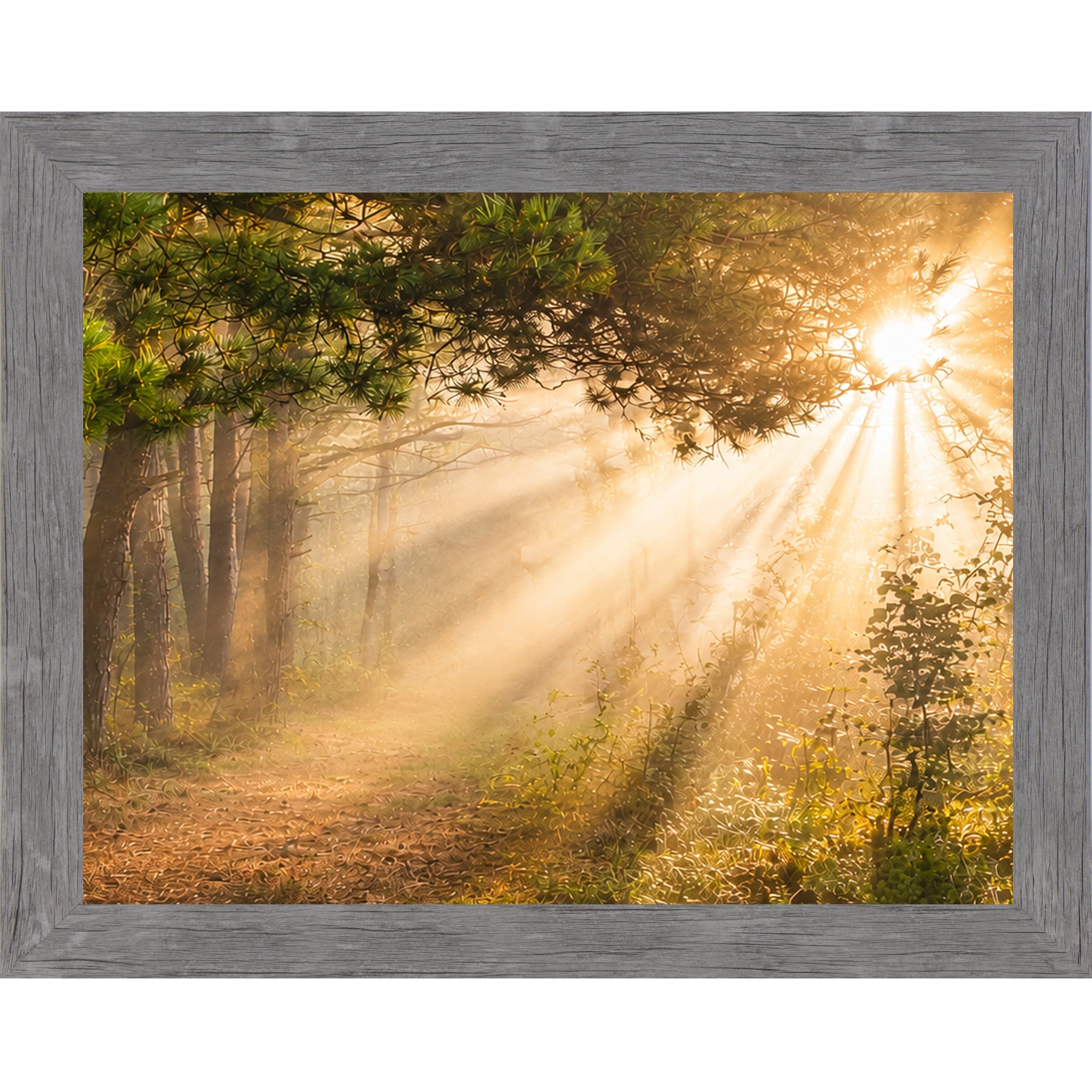 Sunlight filtering through trees in a forest with a gray frame.