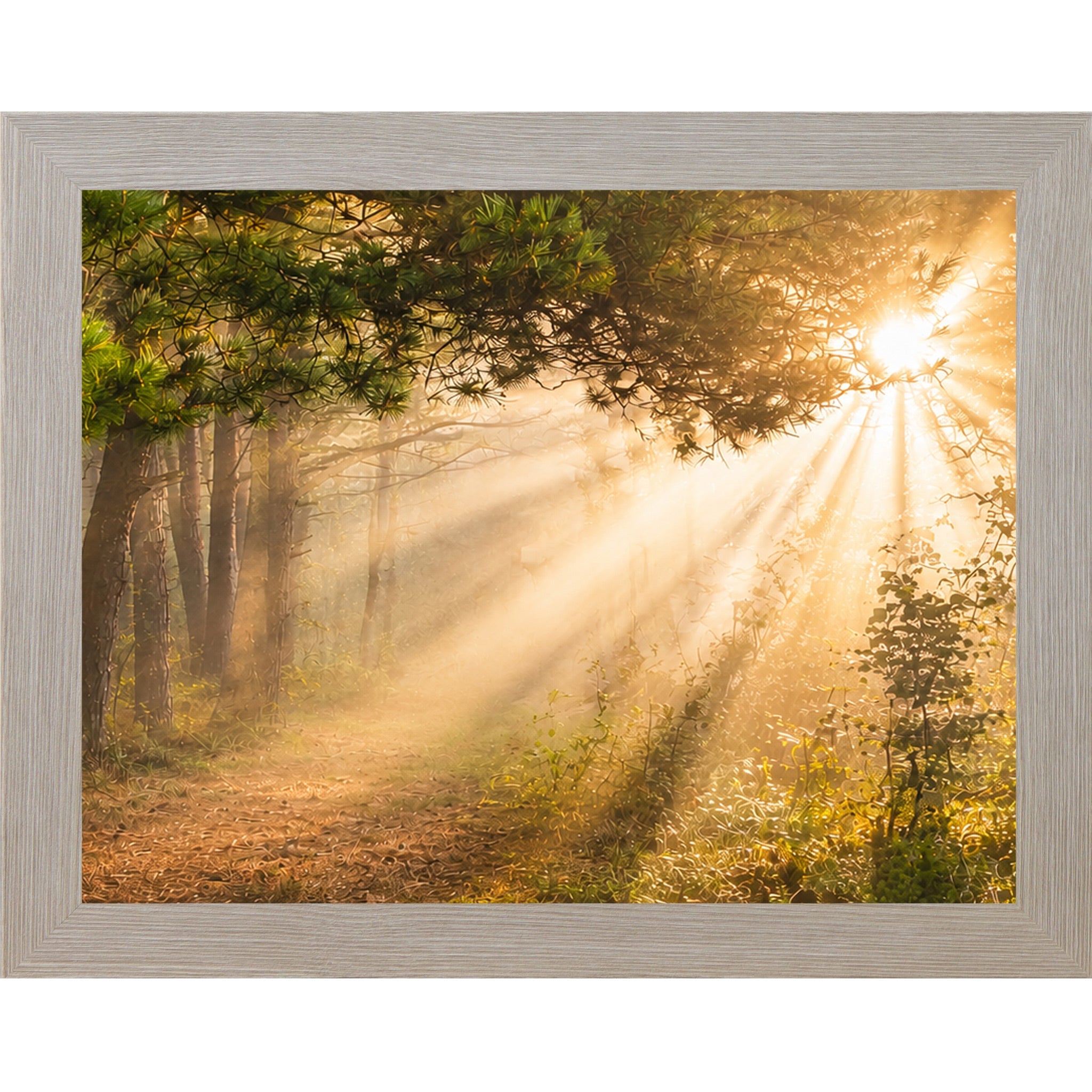 Sunlight filtering through trees in a forest with a white frame.