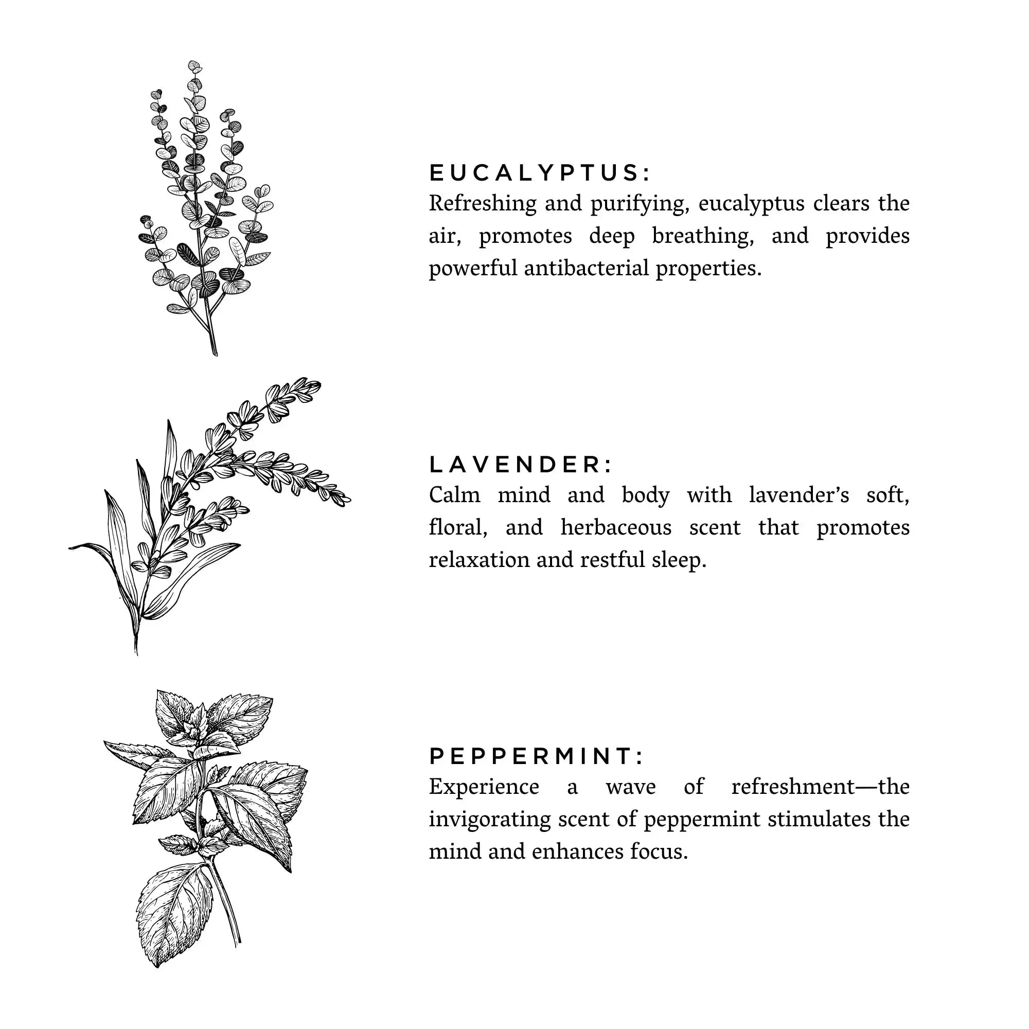 Eucalyptus, lavender, and peppermint botanical illustrations with scent benefits for cozy home aromatherapy