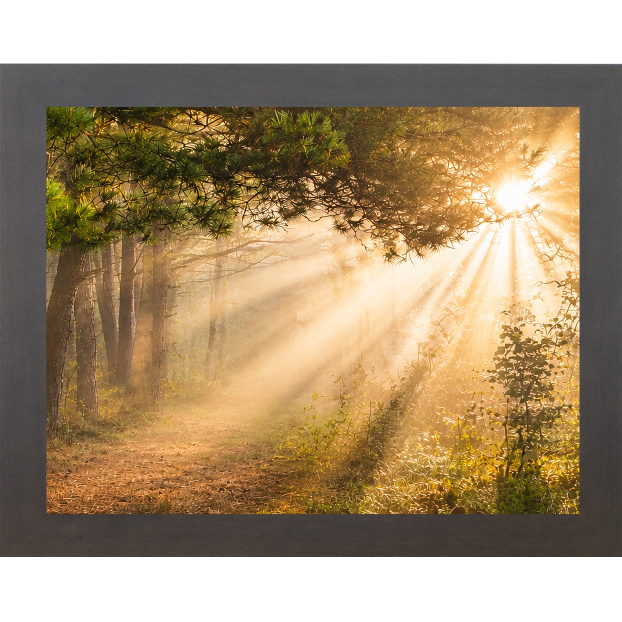 Sunlight filtering through trees in a forest with a black frame.