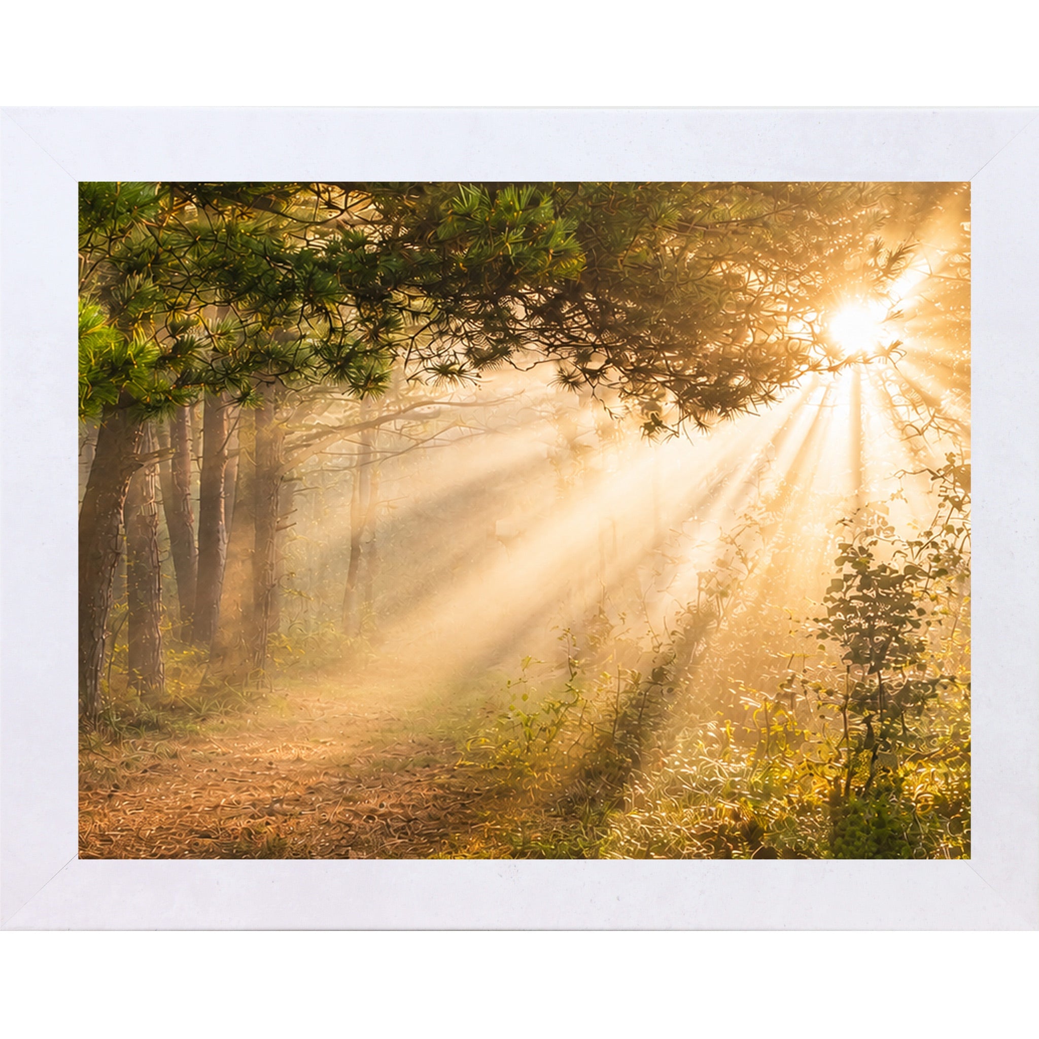 Sunlight filtering through trees in a forest with a white border